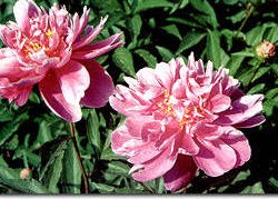 pivoine3