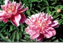 pivoine3