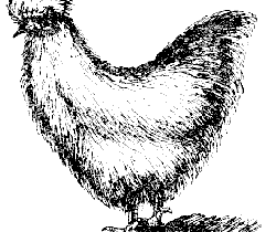 coq