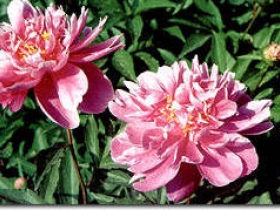 pivoine3