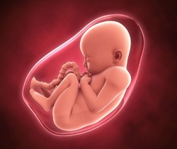 Foetus - retour sur les deux cieux, lYetat fYtal et la naissance - sionneau-com